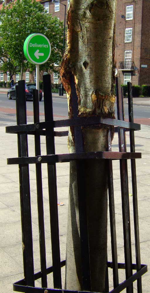 This tree wants to break free
